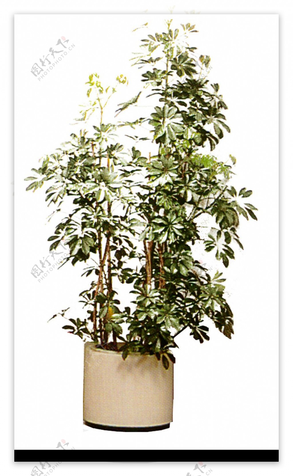 盆栽植物0222