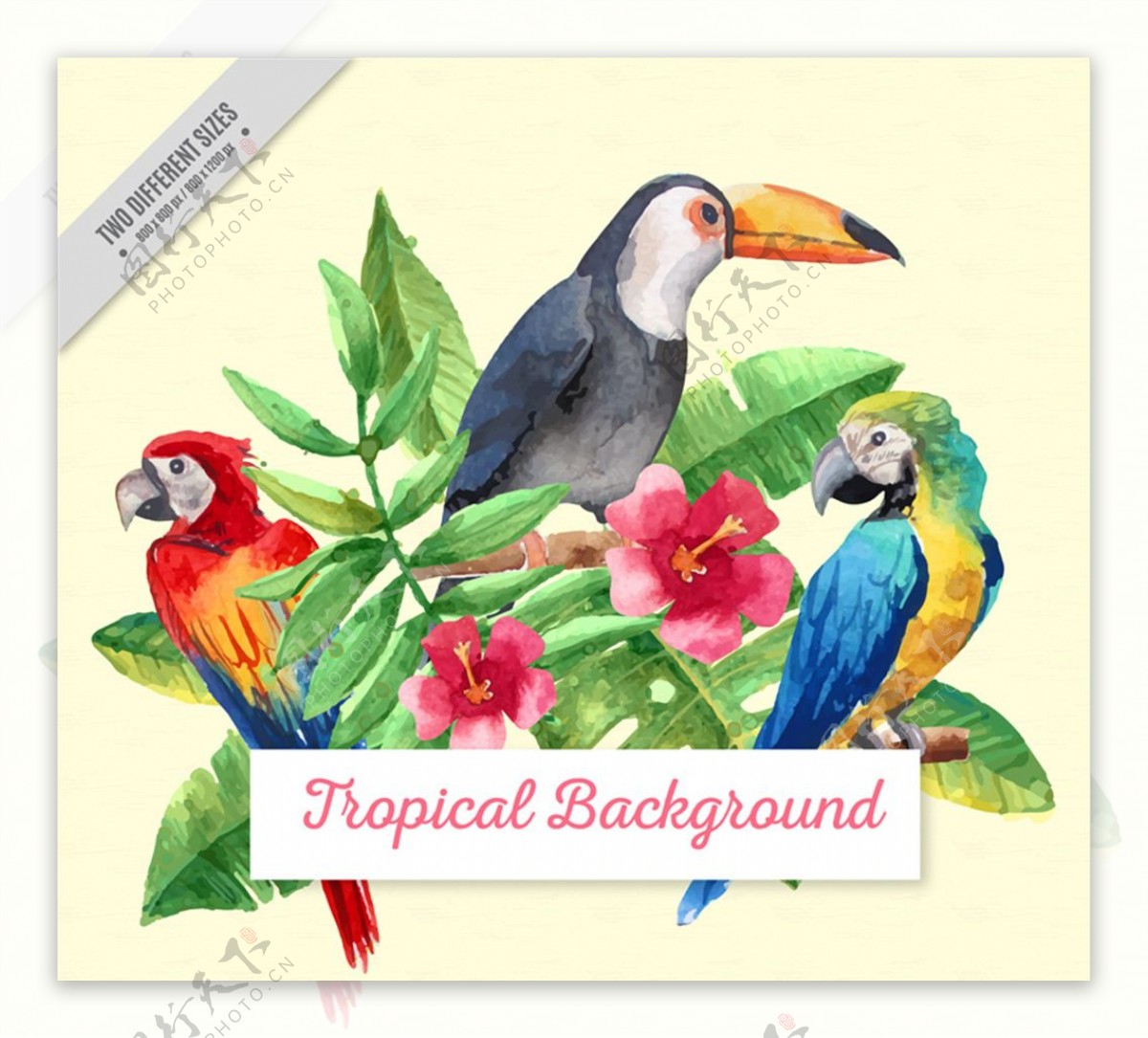 水彩绘热带鸟类和朱槿矢量图