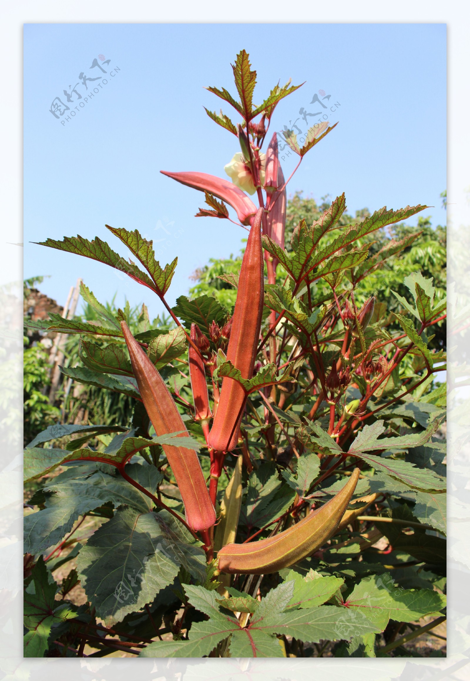 红秋葵植物实拍