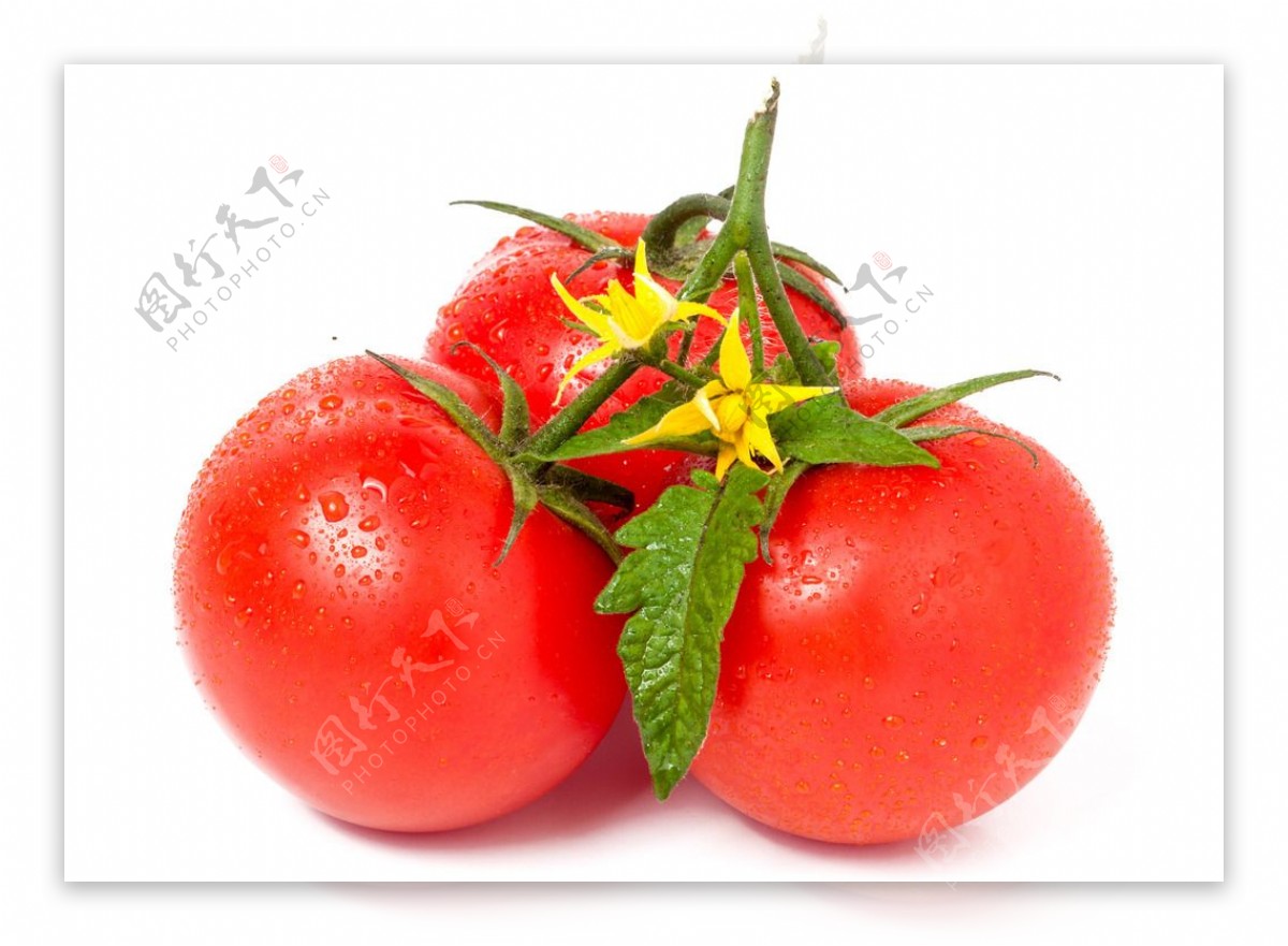 美味的番茄