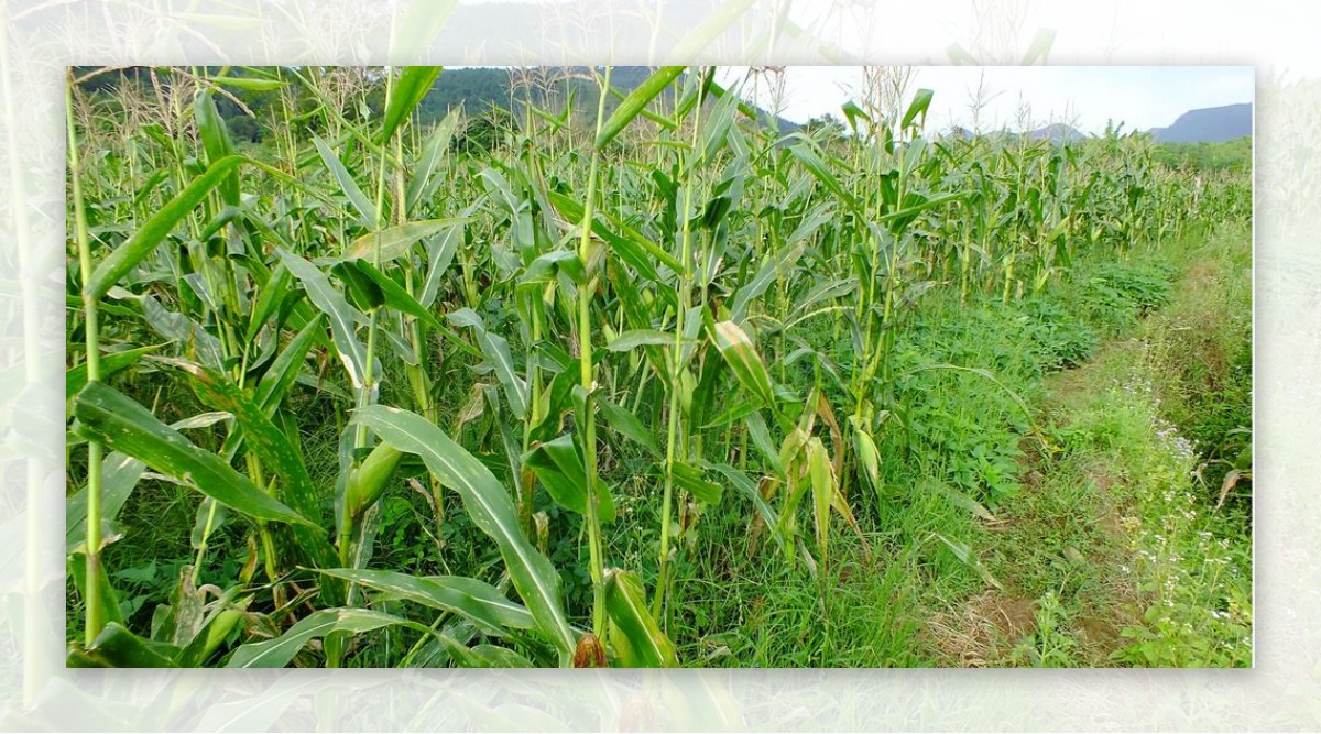 生态玉米种植