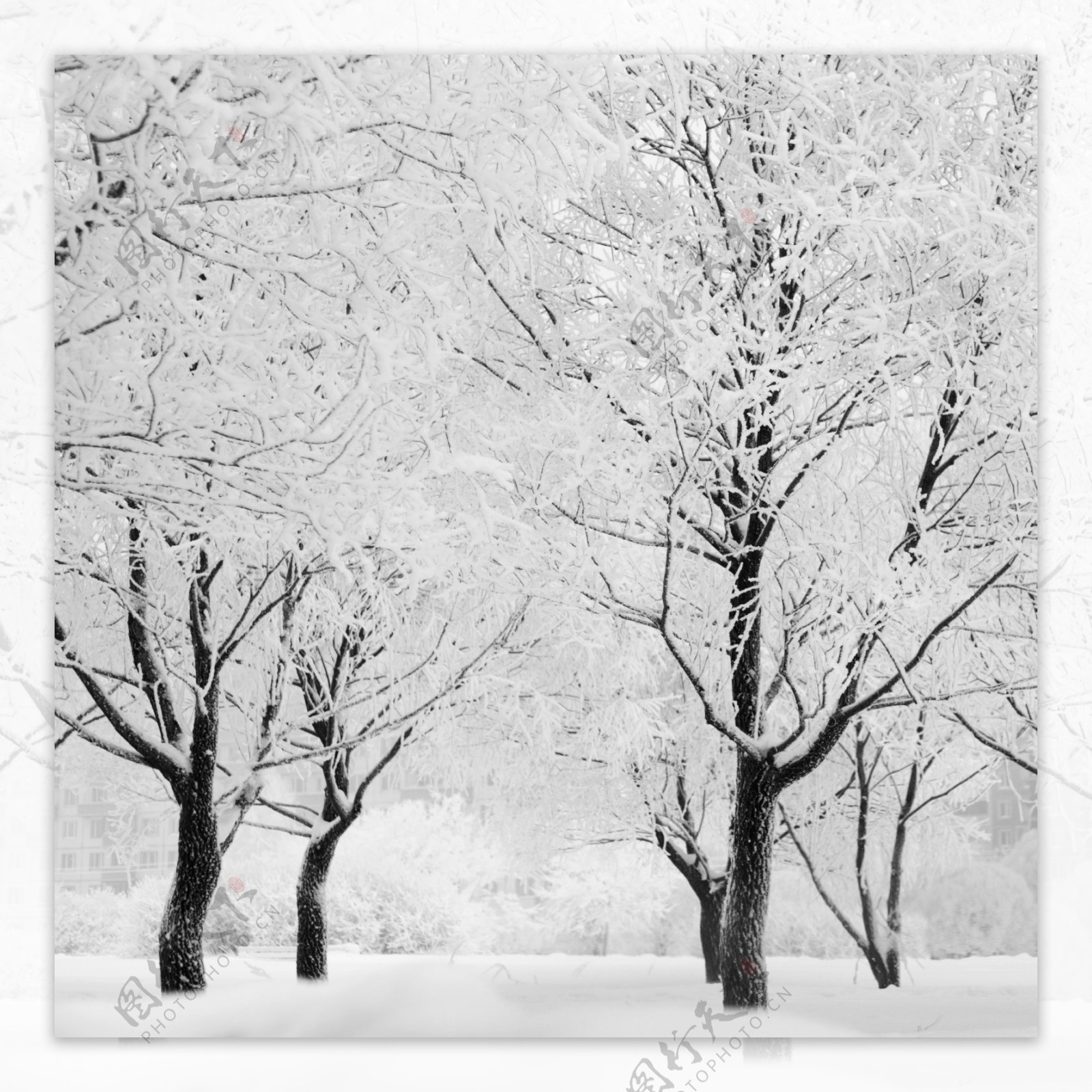 被霜冻的树木