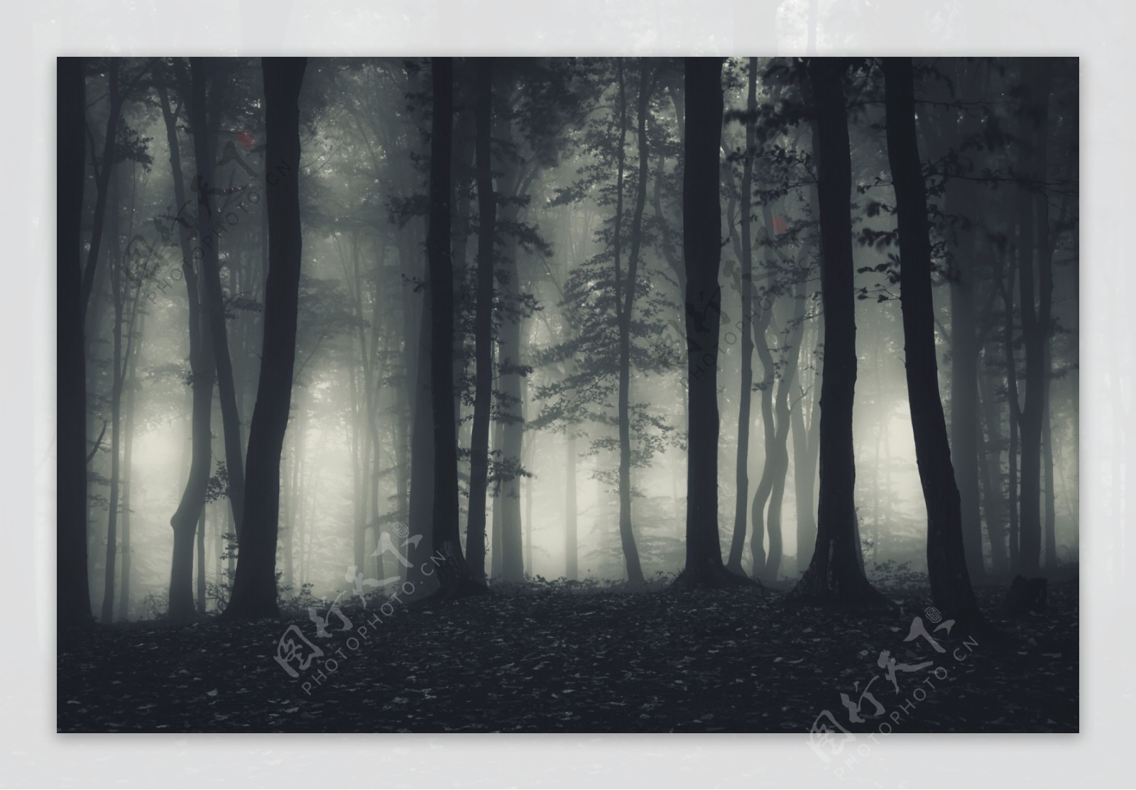 灰暗多雾的树林剪影高清摄影