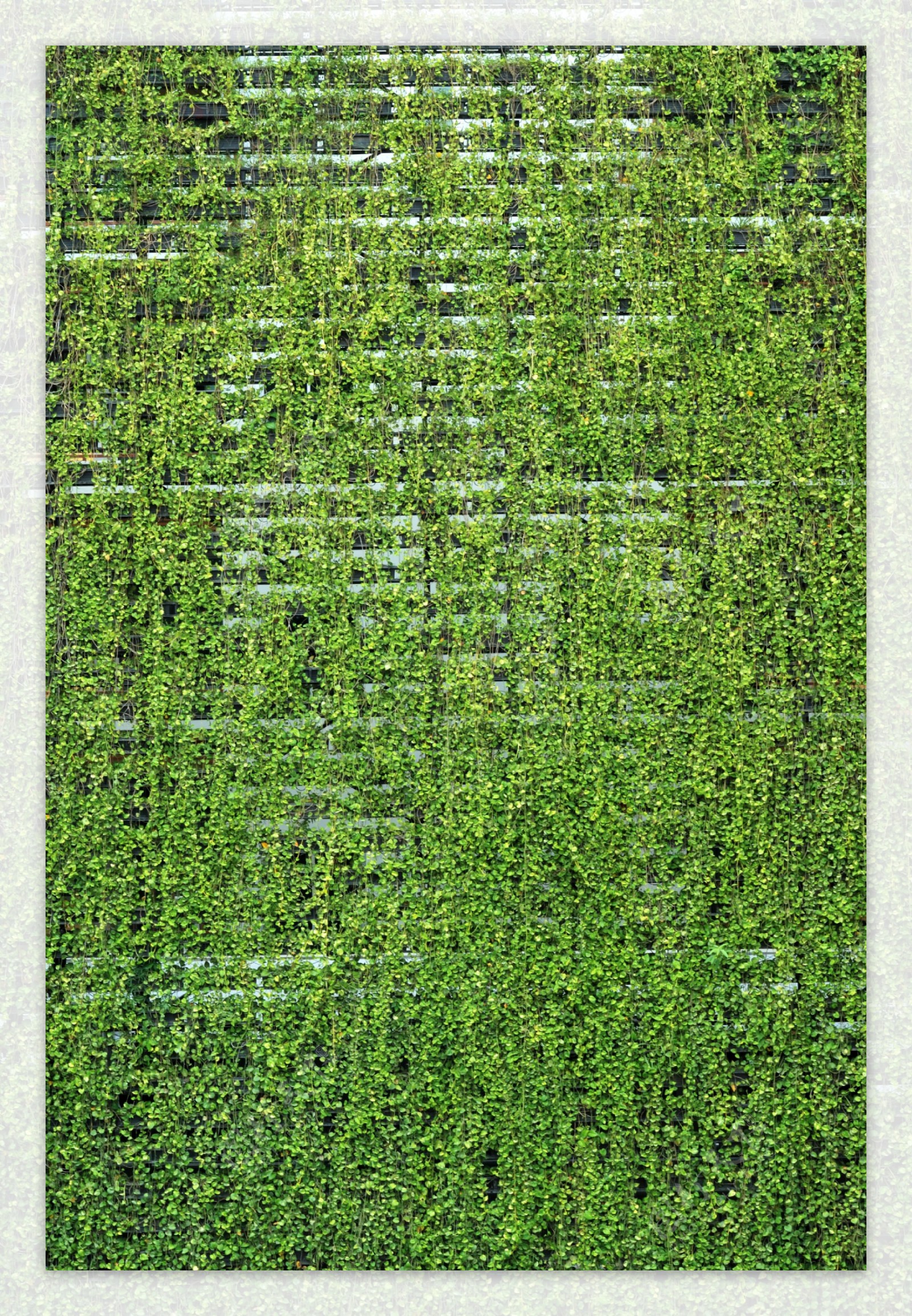 绿色植物墙面