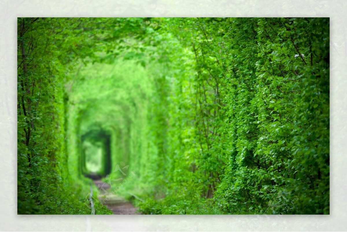 乌克兰克莱万树木形成的自然爱情隧道 夏日美丽隧道中的老铁路 库存图片 - 图片 包括有 铁路, 深度: 199615653