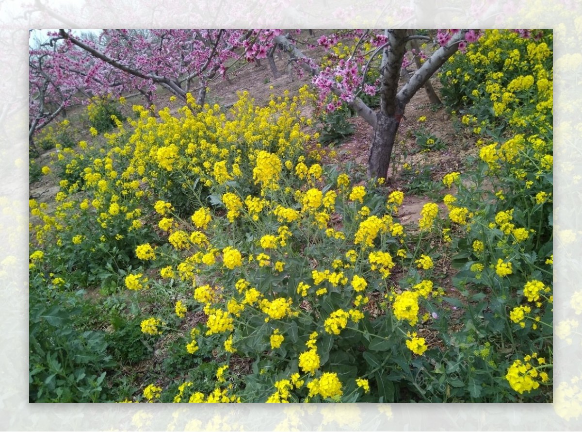 油菜花