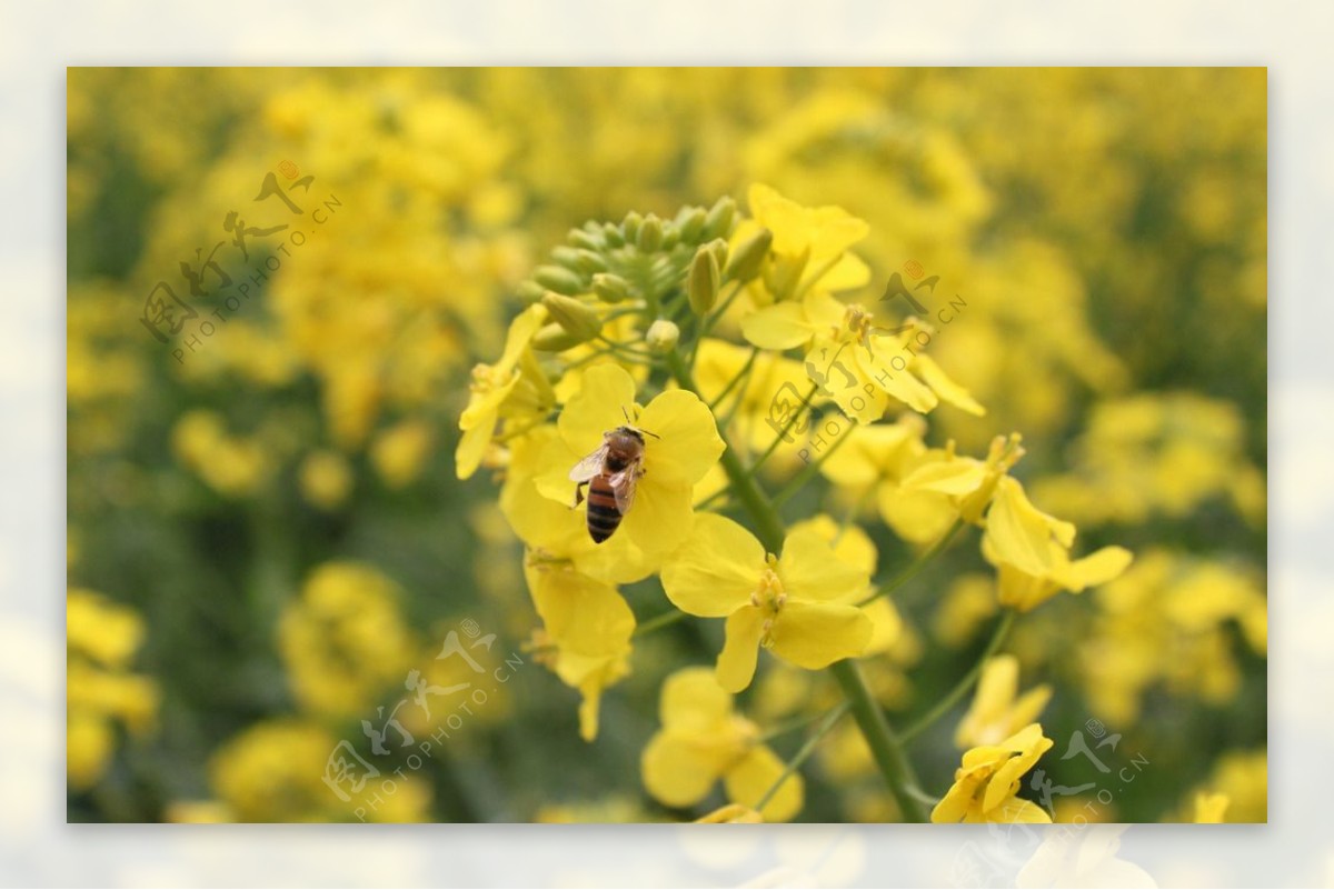 油菜花与小蜜蜂