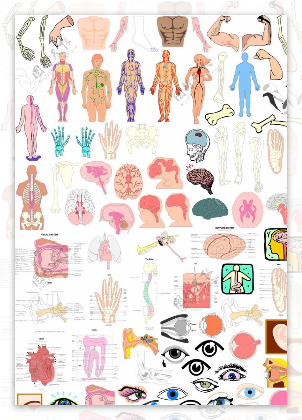 人体结构各部位解剖图