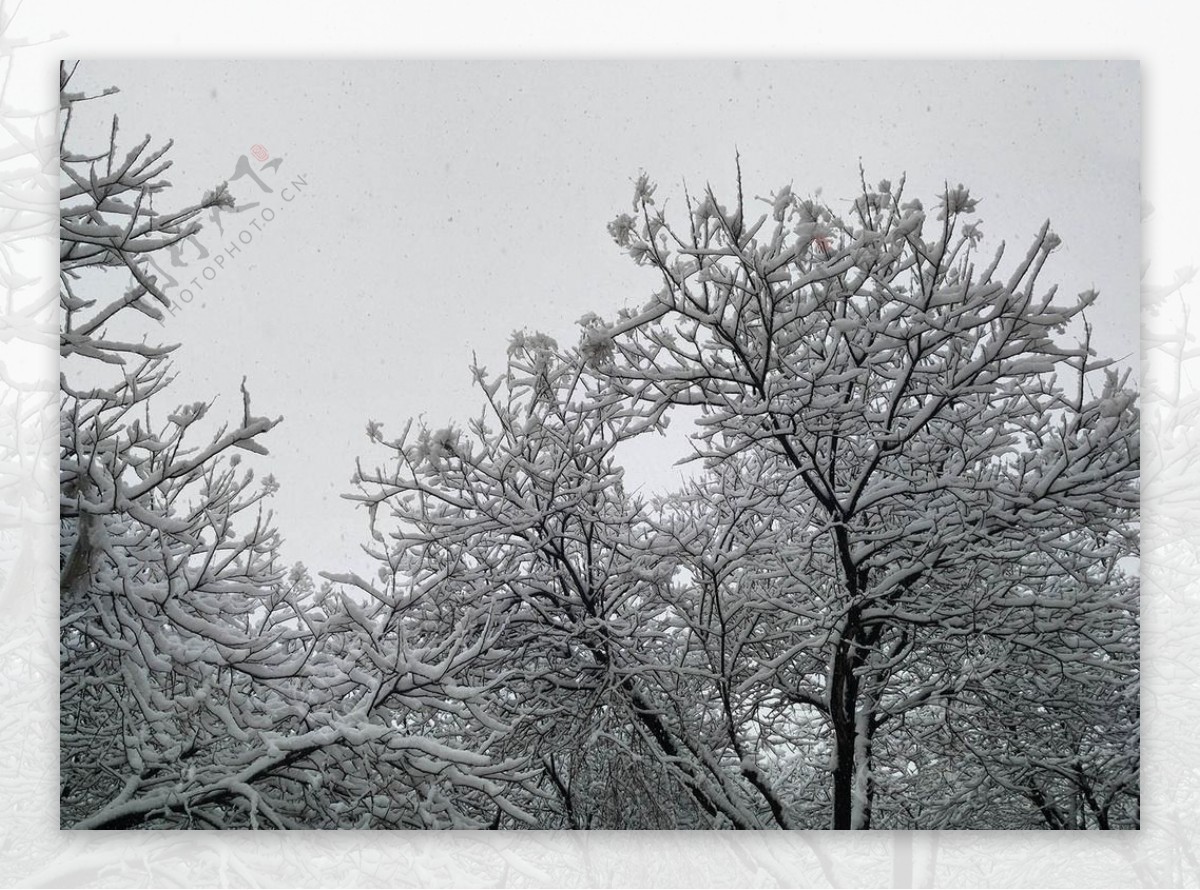 雪景大雪压树