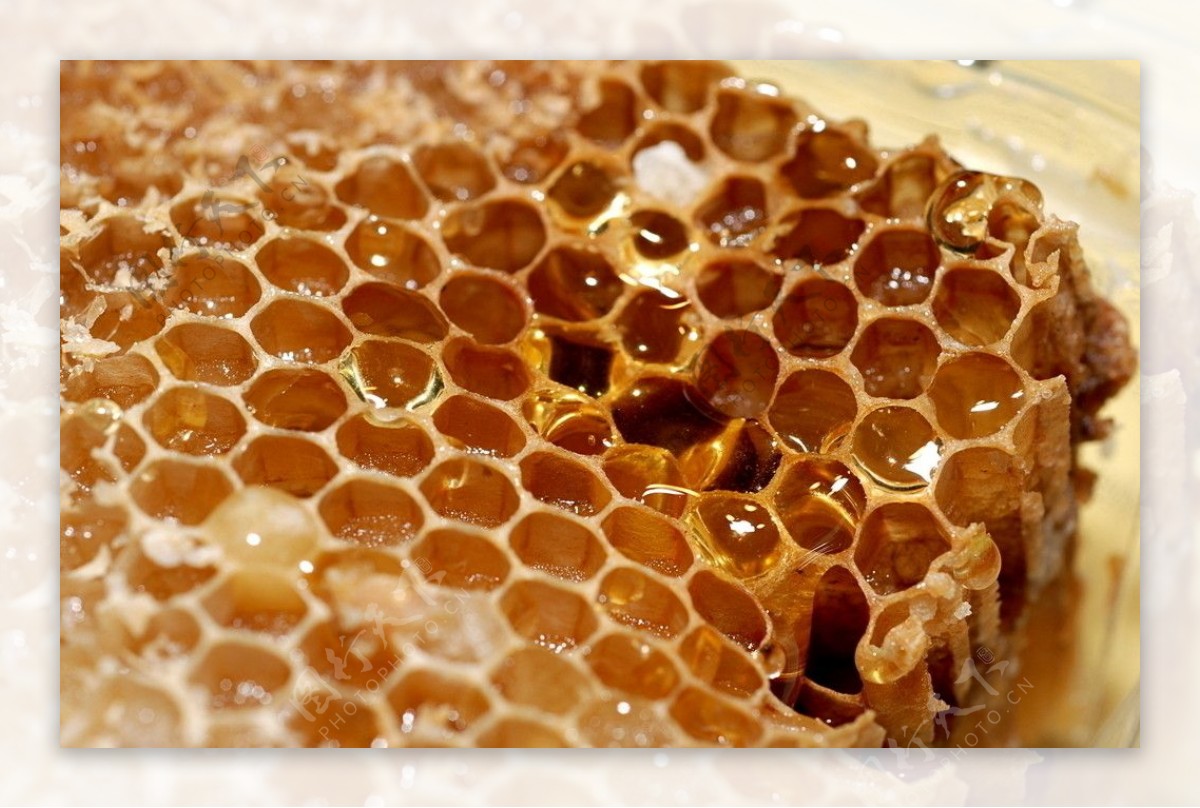 蜂蜜蜂巢高清