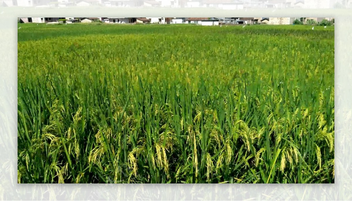 风吹动的水稻延时摄影