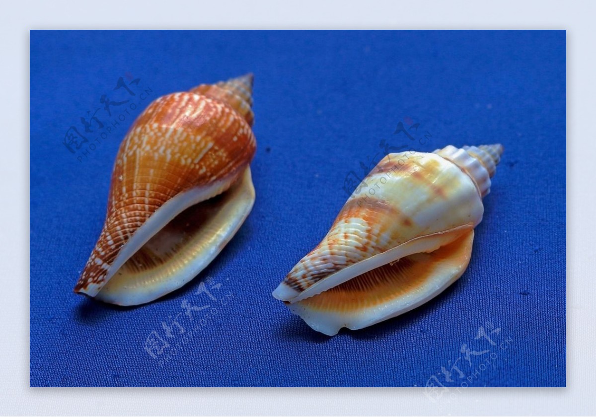 6-7厘米地图宝螺 收藏标本螺 天然贝壳海螺工艺品批发-阿里巴巴