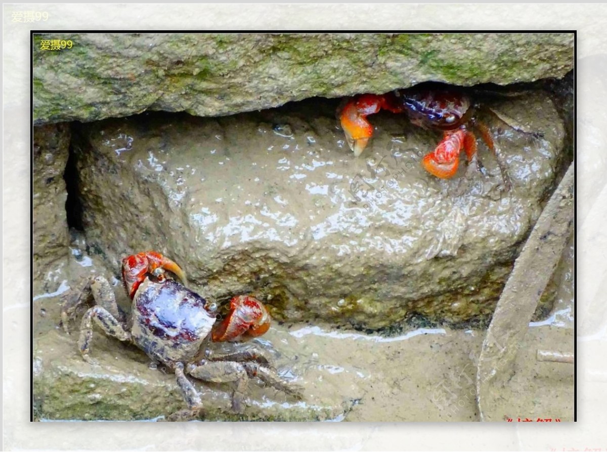快乐的小螃蟹