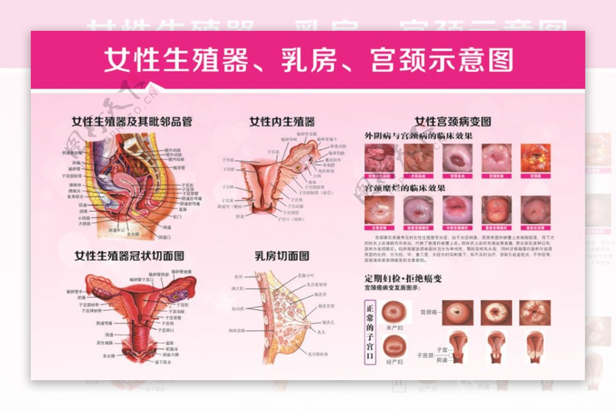 女性生殖系统解剖学_3840X2160_高清视频素材下载(编号:6769988)_影视包装_光厂(VJ师网) www.vjshi.com