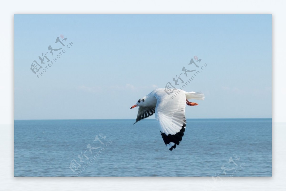海面上飞翔的海鸥