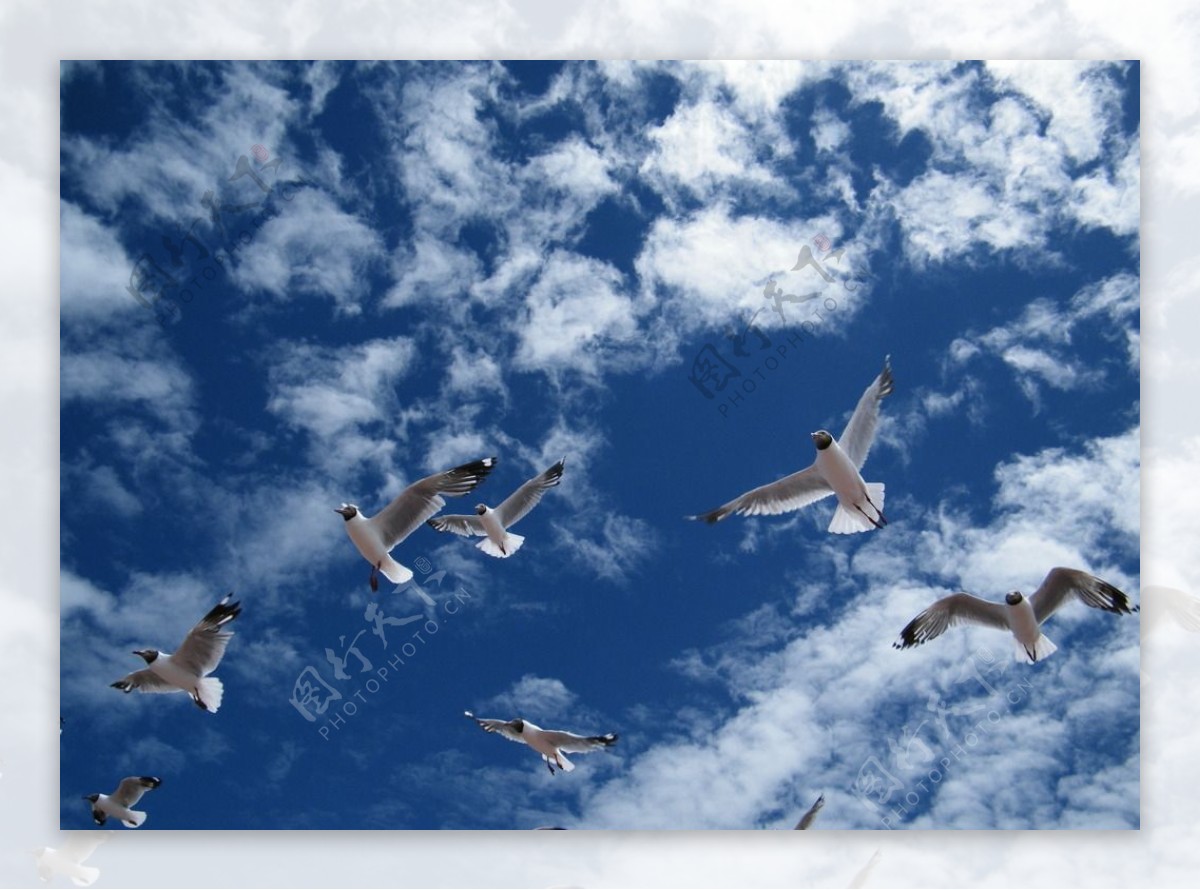 免费照片： 飞鸟, 天空, 海鸟, 空气, 海鸥, 野生动物, 蓝天, 飞行