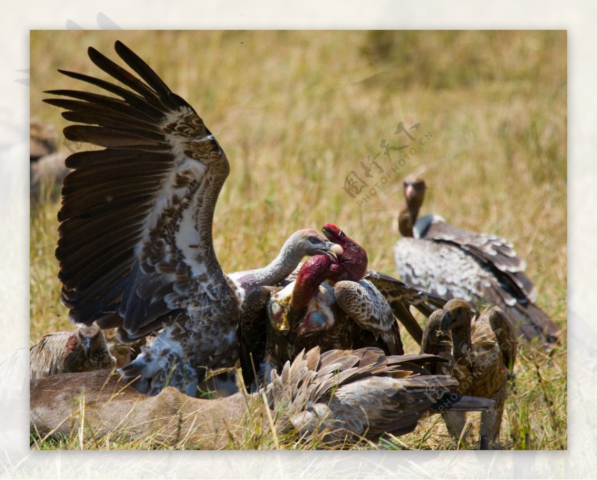 高山秃鹫-甘肃野生动物-图片
