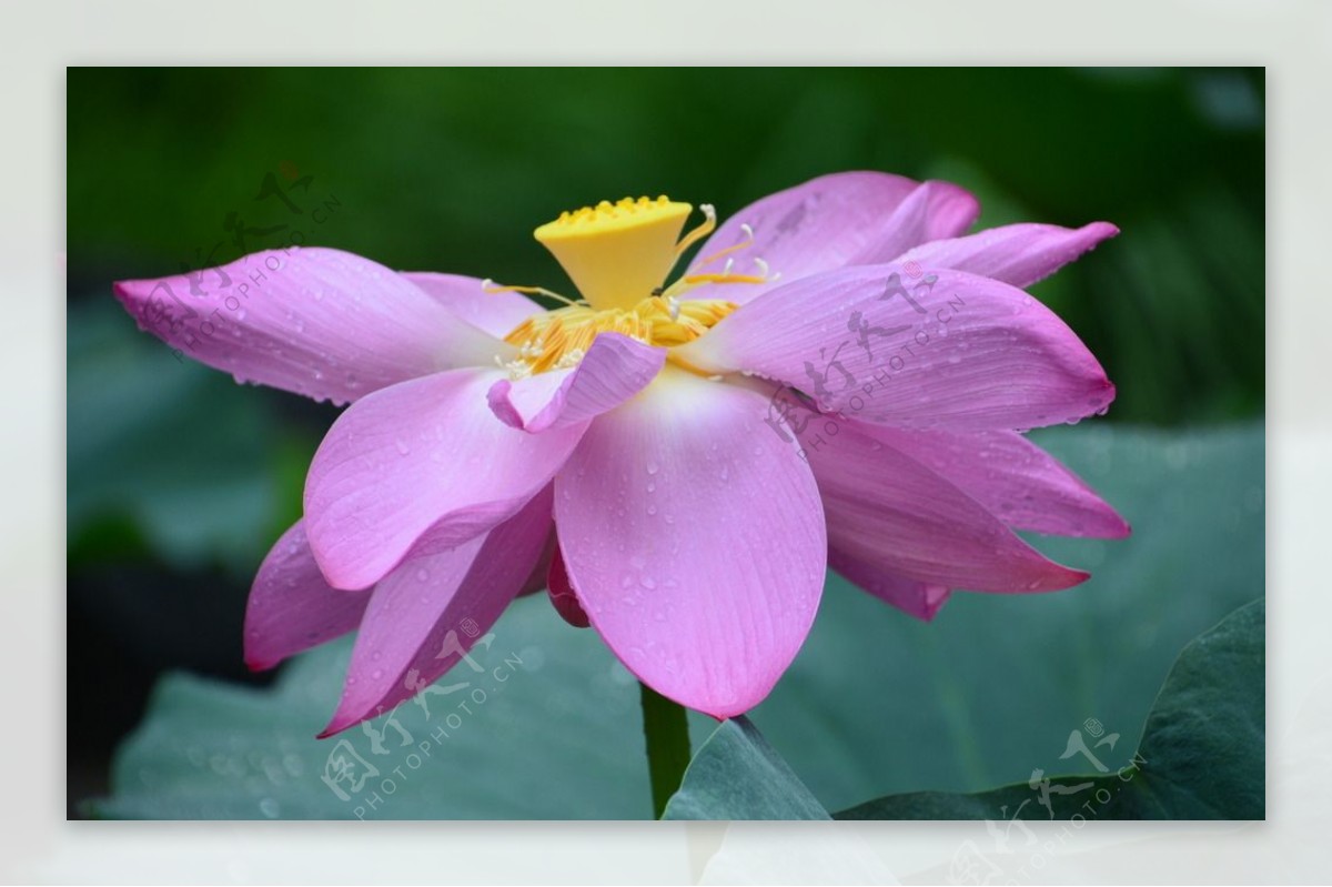 雨露荷花