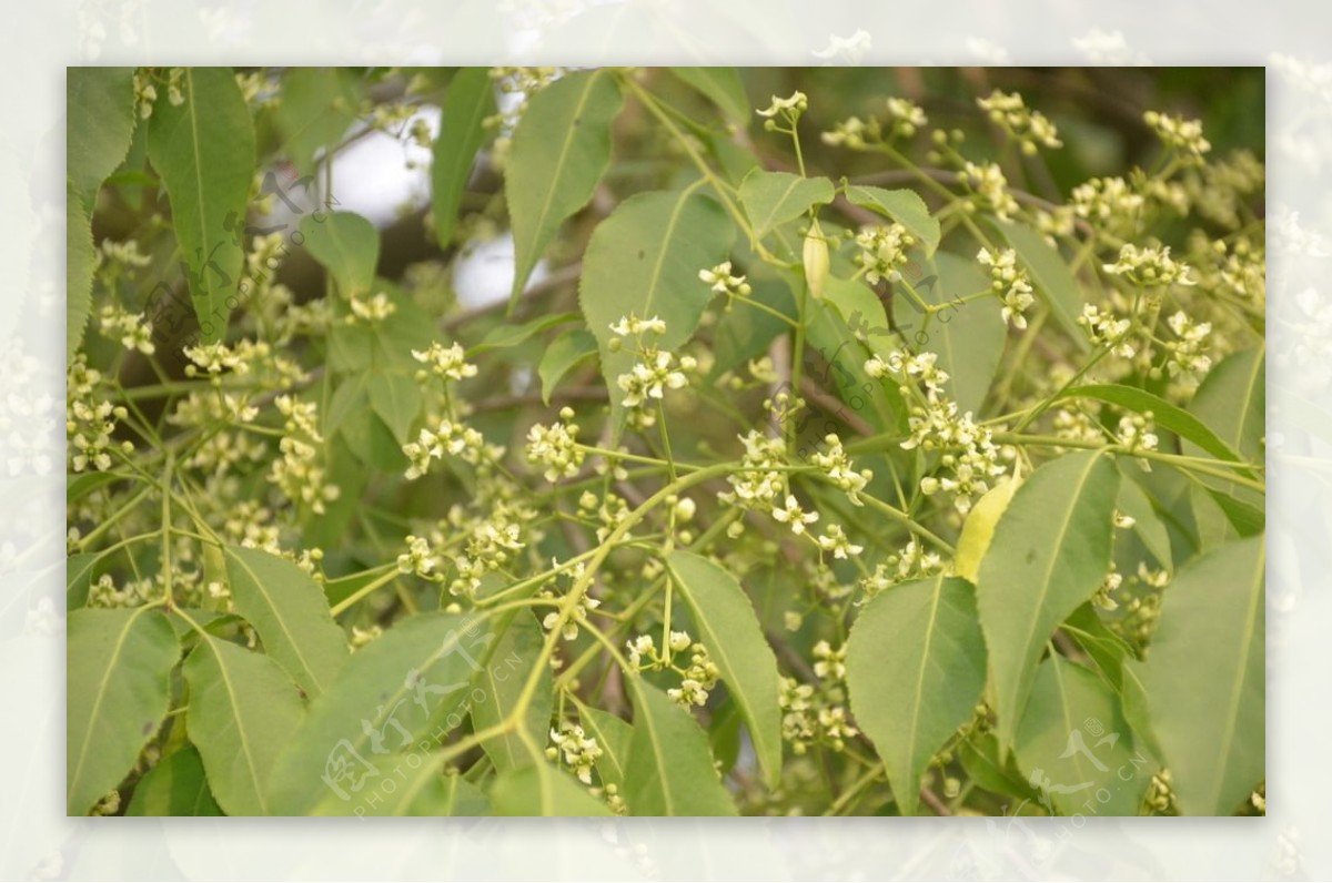 丝棉木的花