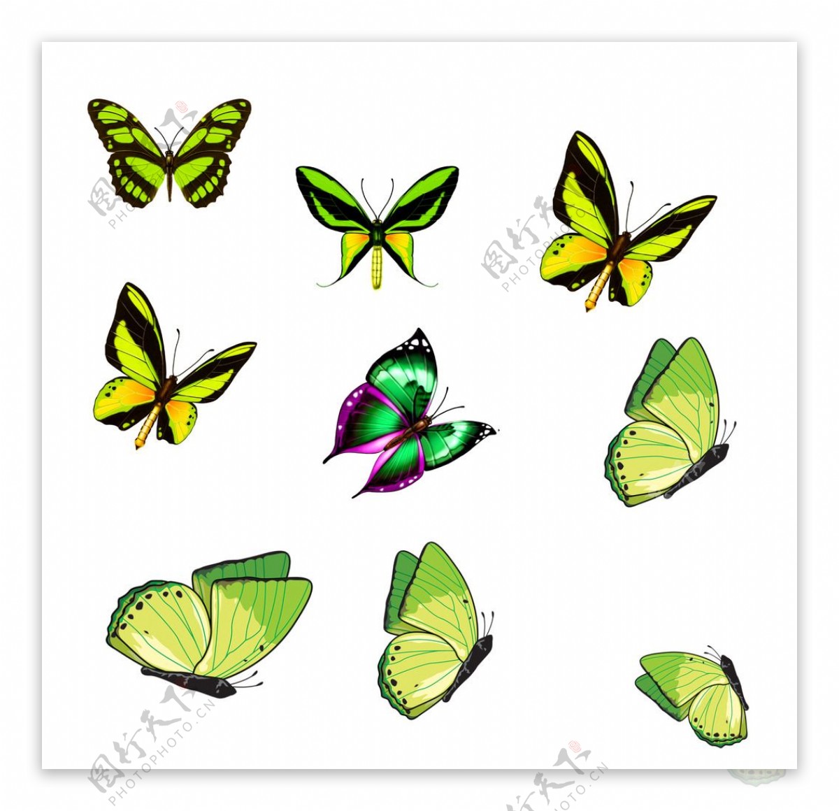 绿色蝴蝶素材