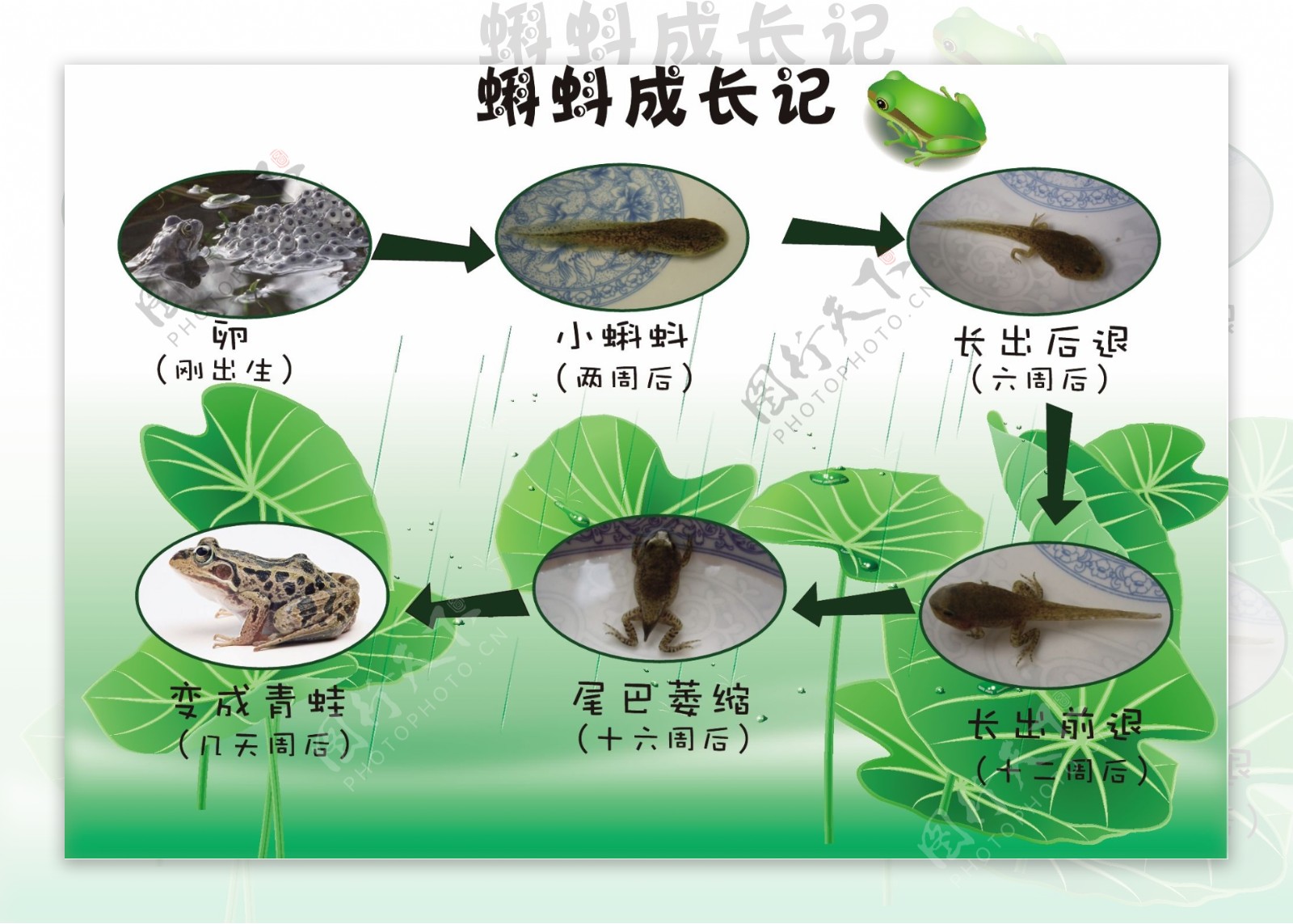青蛙循环寿命。水动物生长进化的野生两栖动物蝌蚪象样的载体现实的生物学概念信息图片插画图片素材_ID:410997690-Veer图库