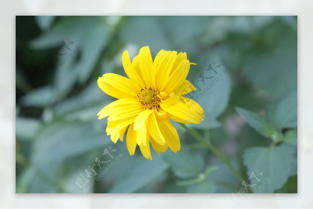 小黄菊花