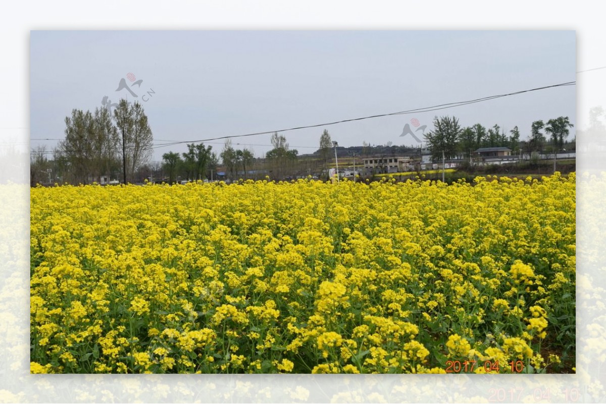 山村油菜花