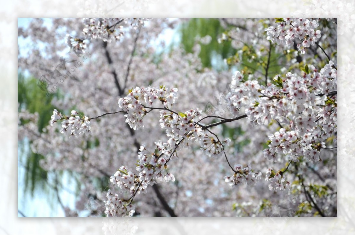 樱花