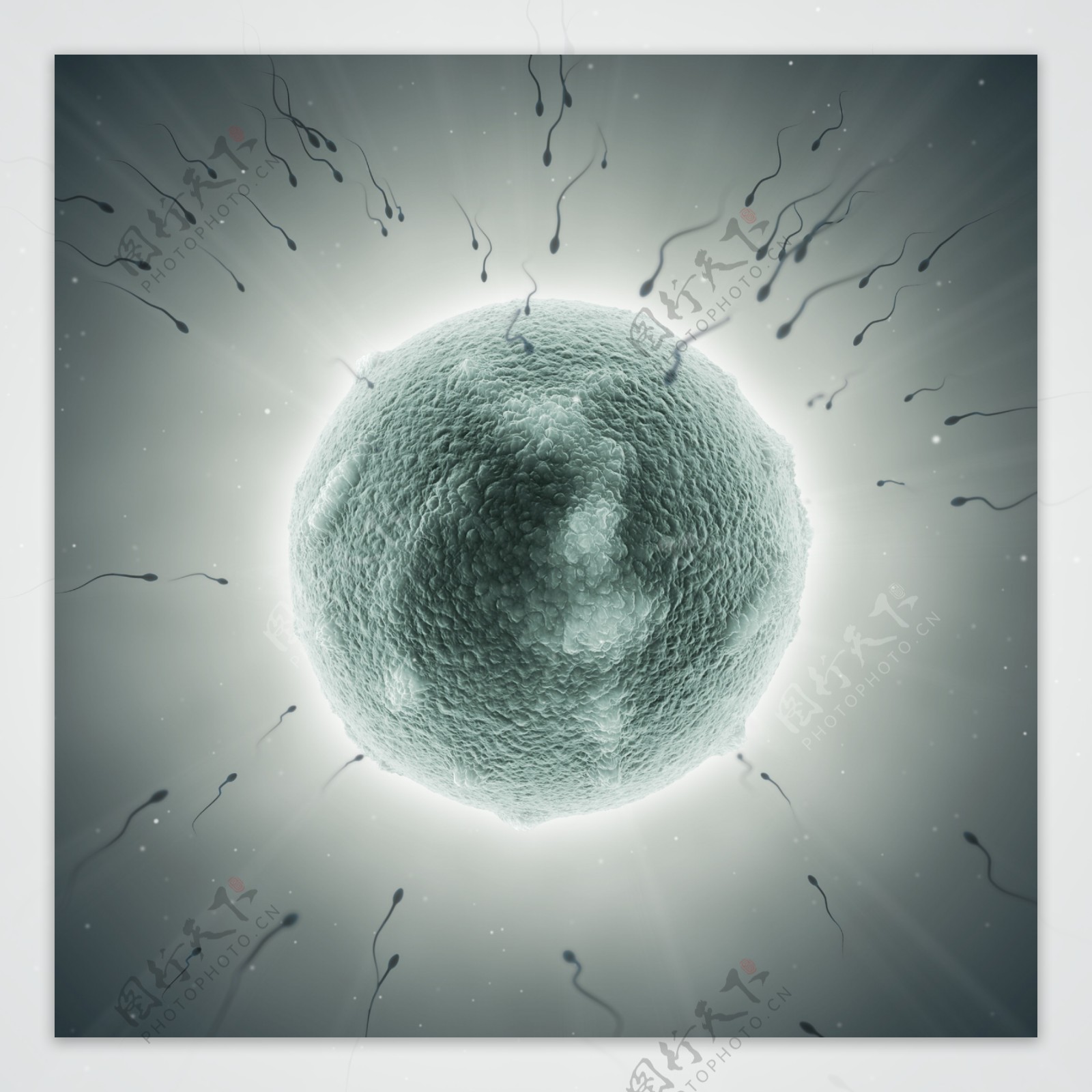 发育中的胚胎图片素材-编号08987795-图行天下