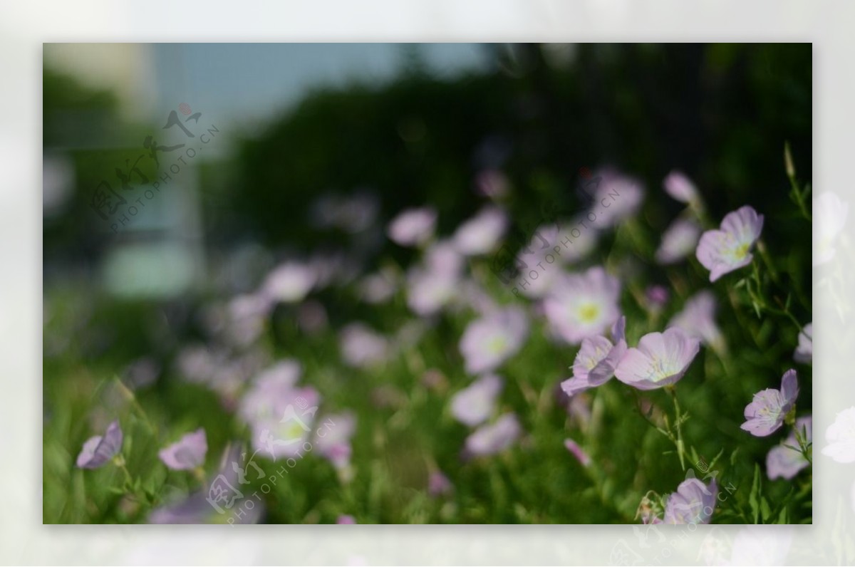 花菱草