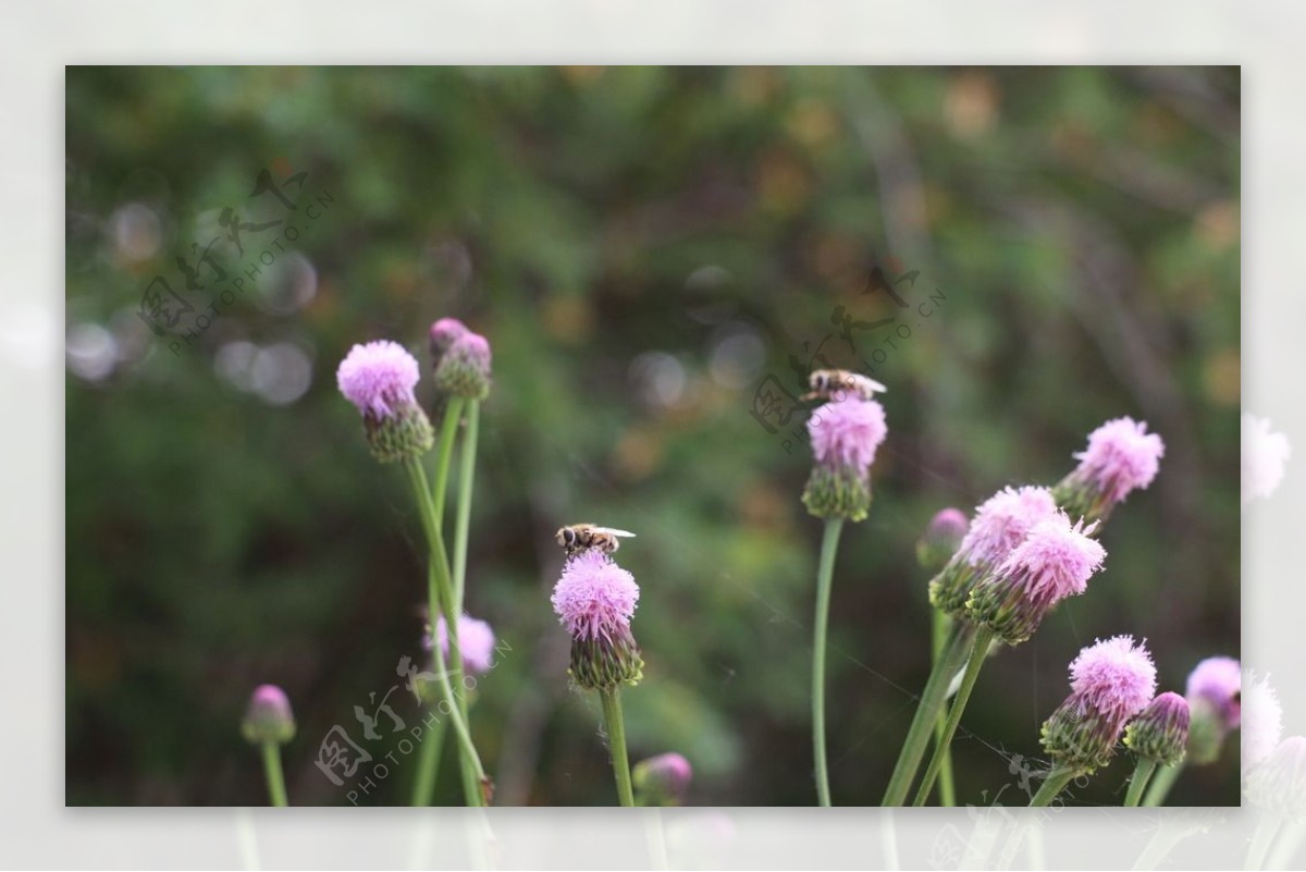 花与蜜蜂