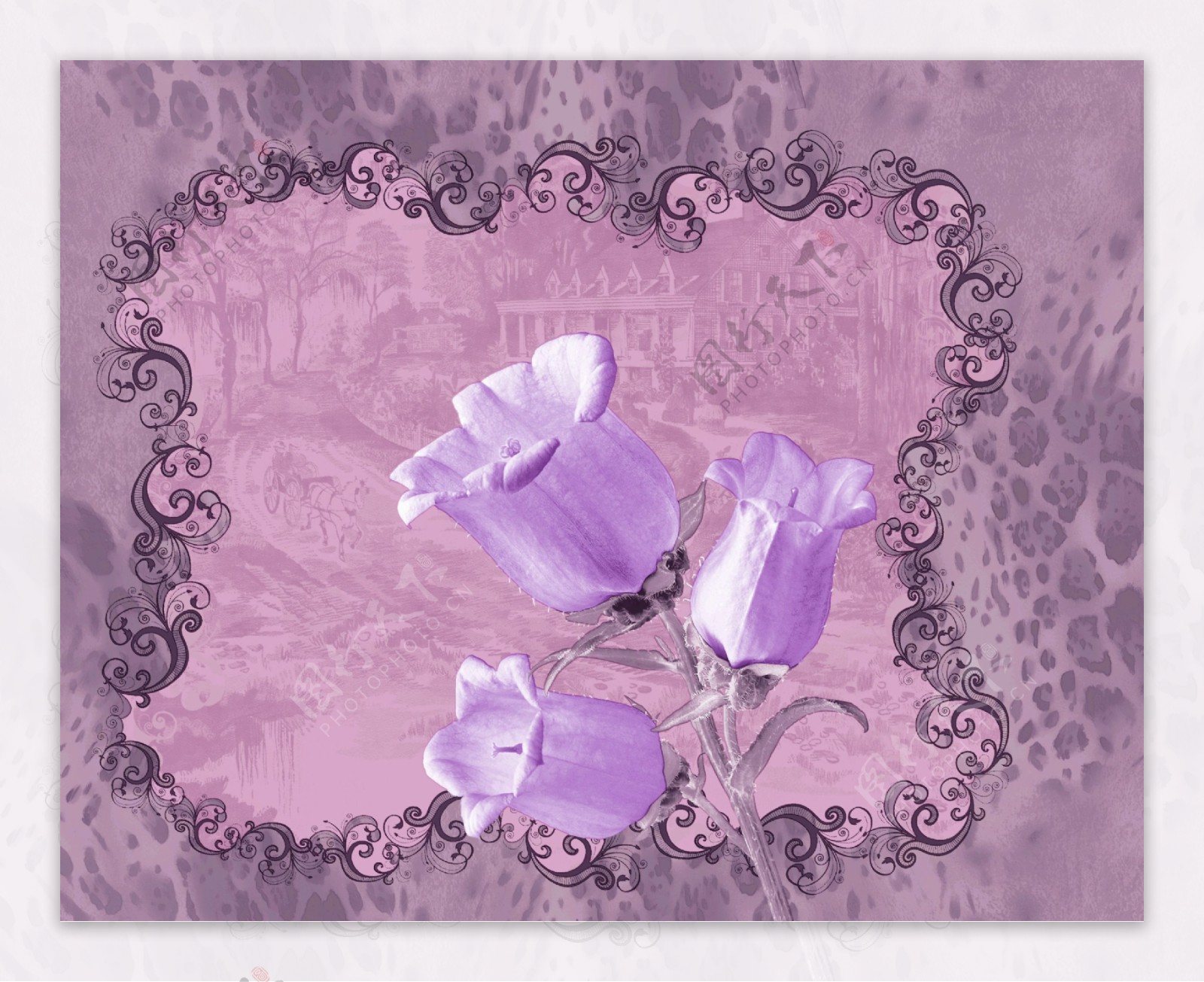 铃铛花紫色花