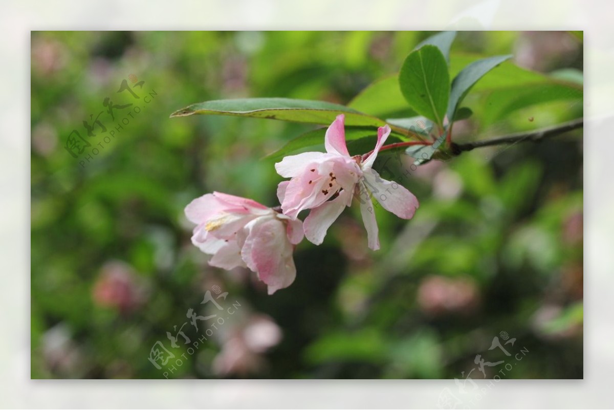 桃花