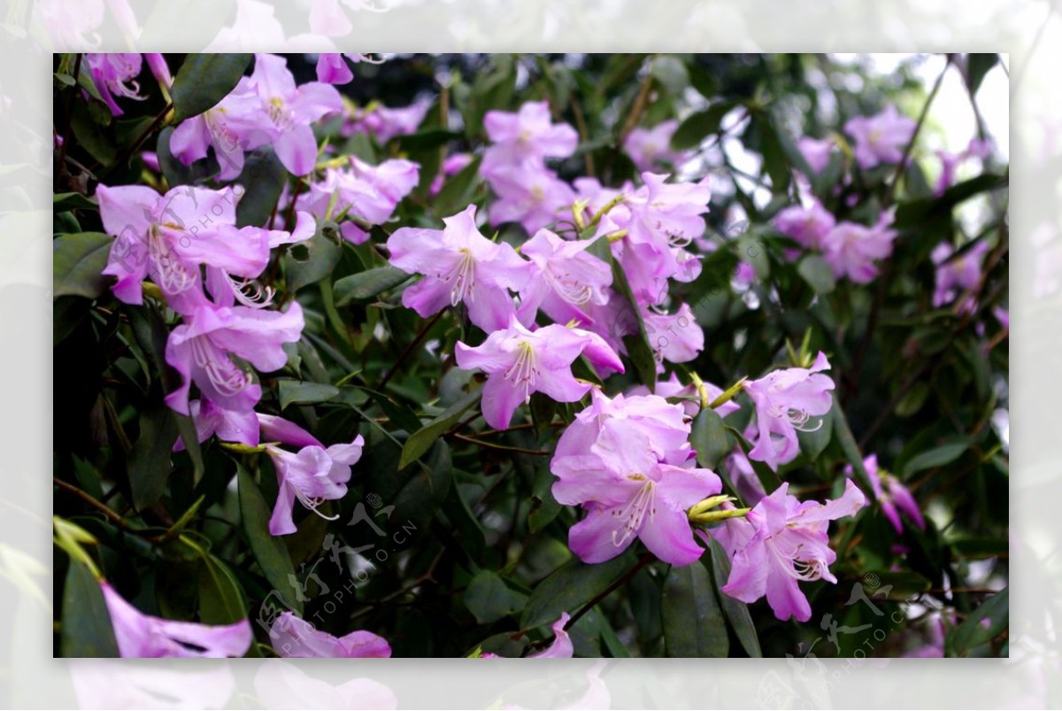 野杜鹃花