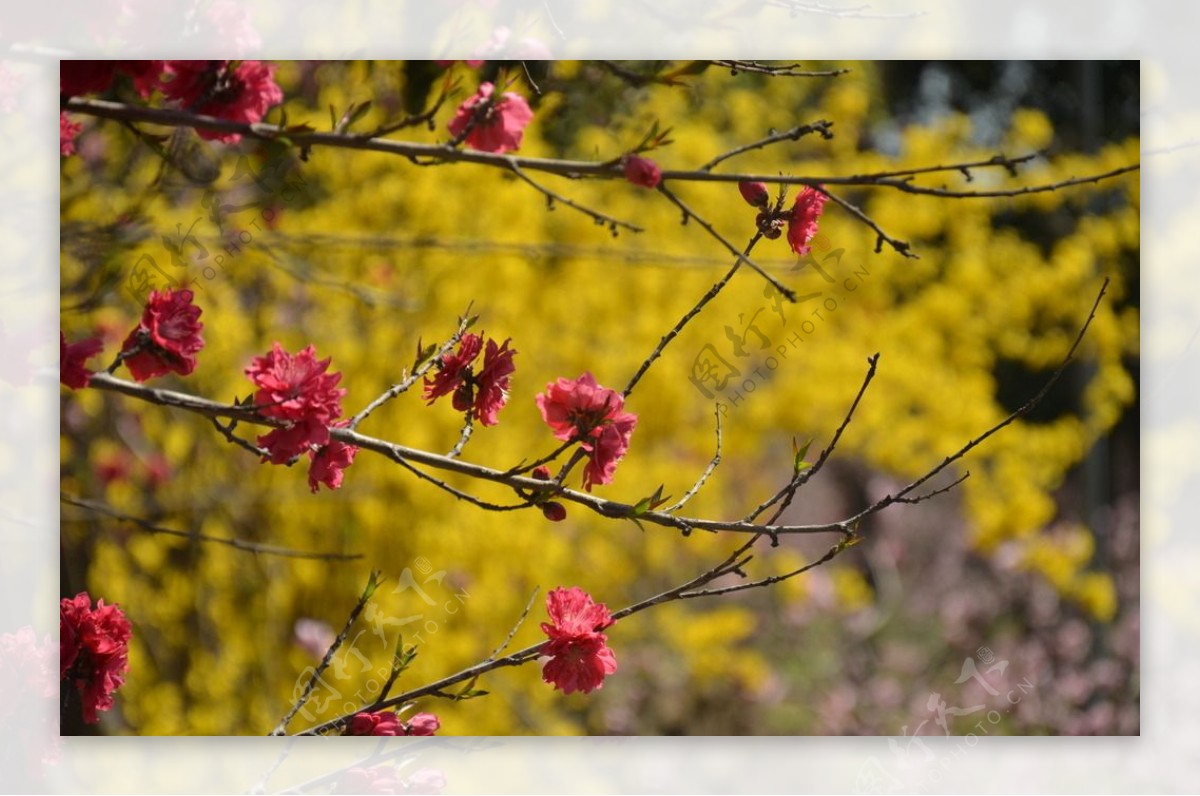 春华秋实桃花