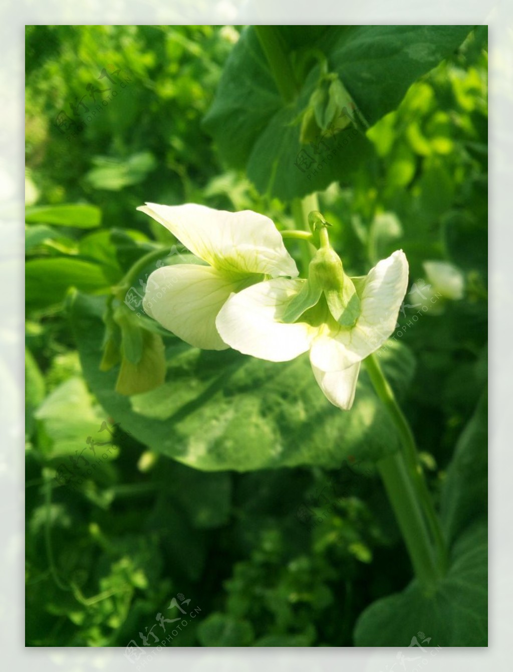 豌豆花(豆科香豌豆属植物)_搜狗百科