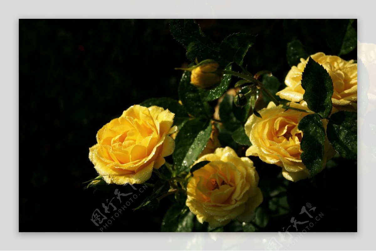 黄玫瑰图片素材-编号14816270-图行天下