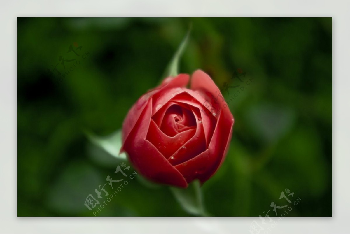 微距红玫瑰花苞
