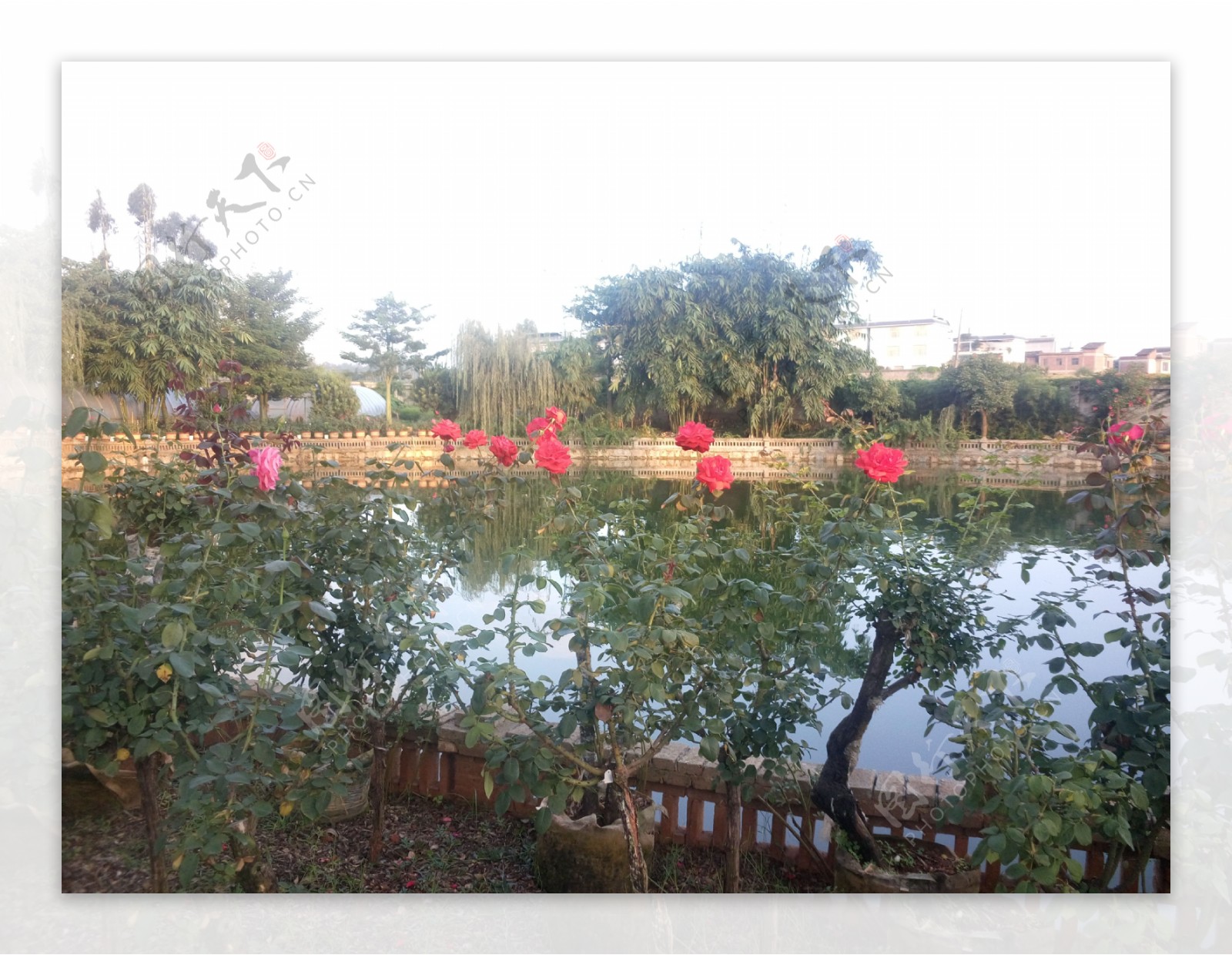 水池旁的玫瑰