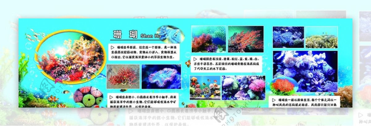 海洋生物介绍版面珊瑚