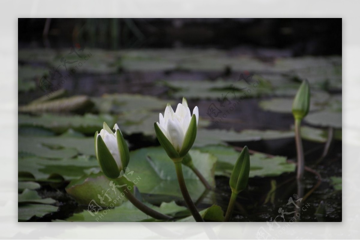 莲花池