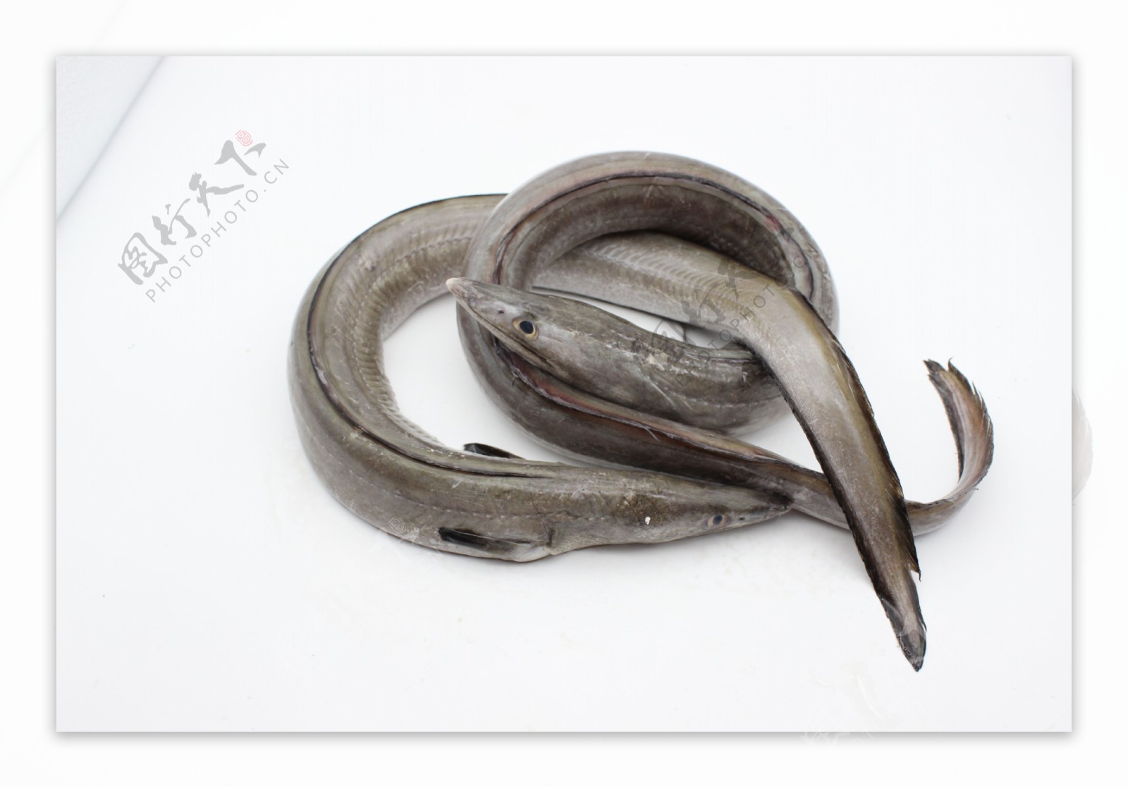 小海鳗图片,海鳗图片,海鳗品种图片_大山谷图库