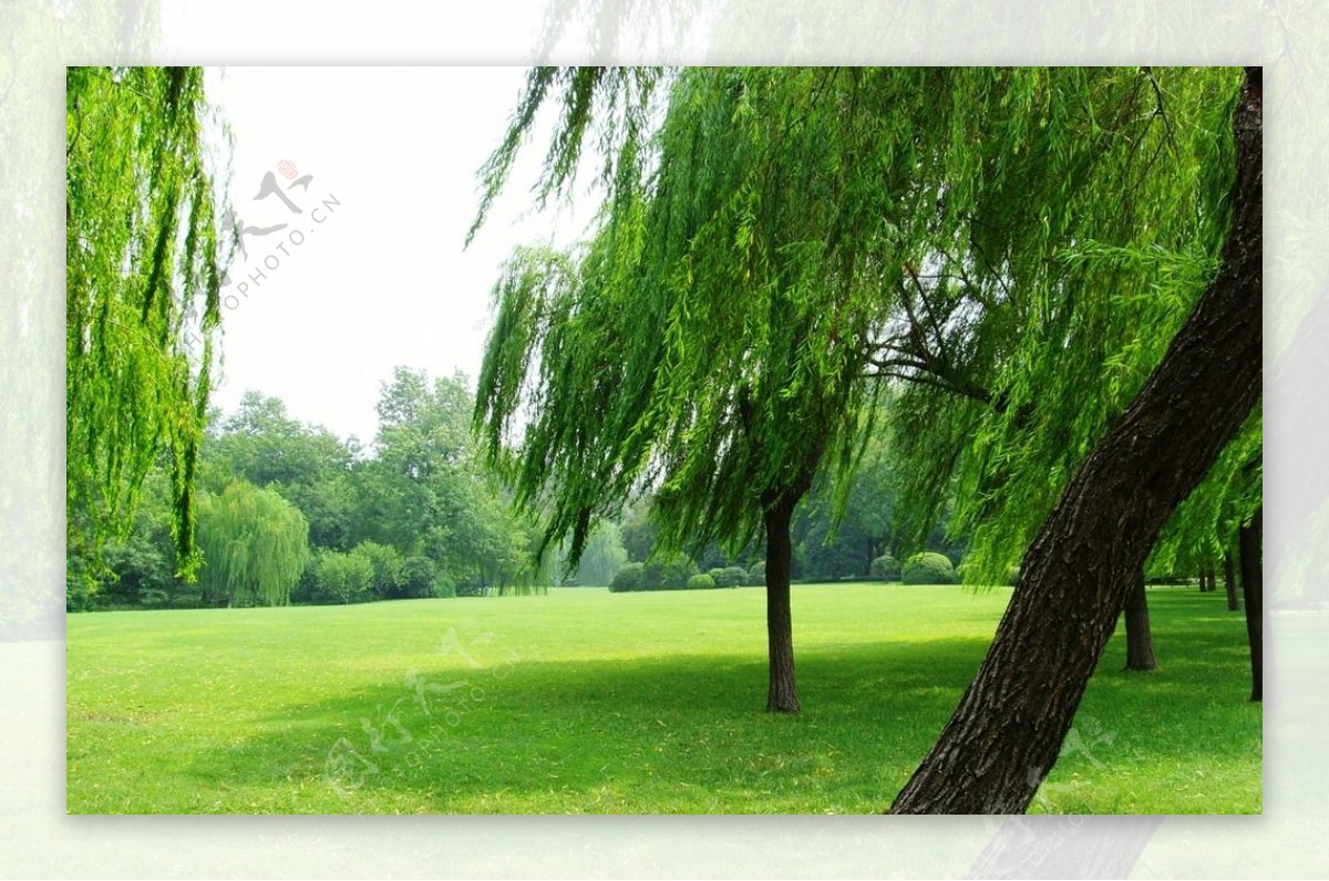 西湖垂柳与绿色草坪高清图