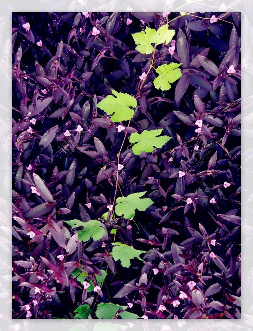 紫罗兰葡萄藤