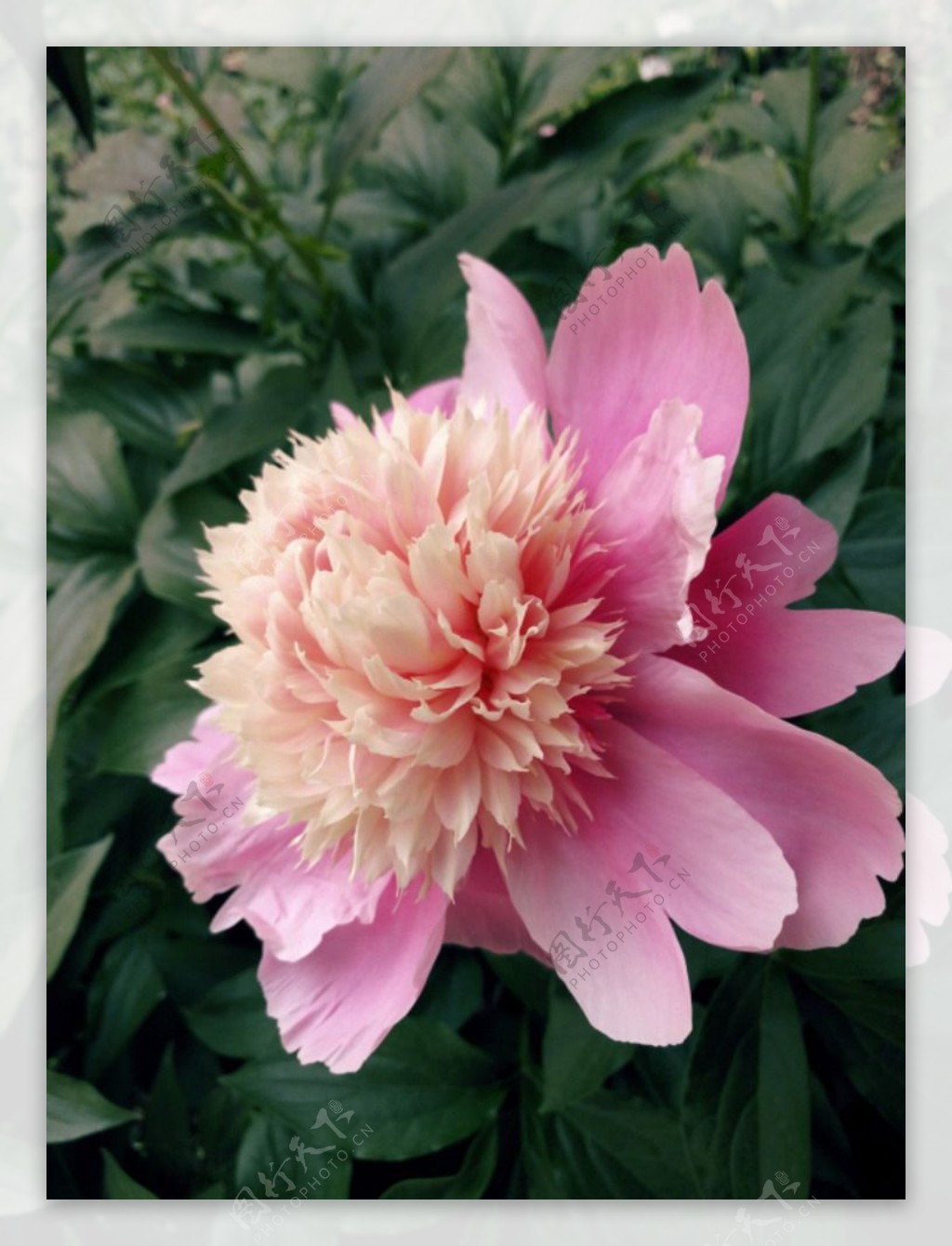 盛开的粉色芍药花