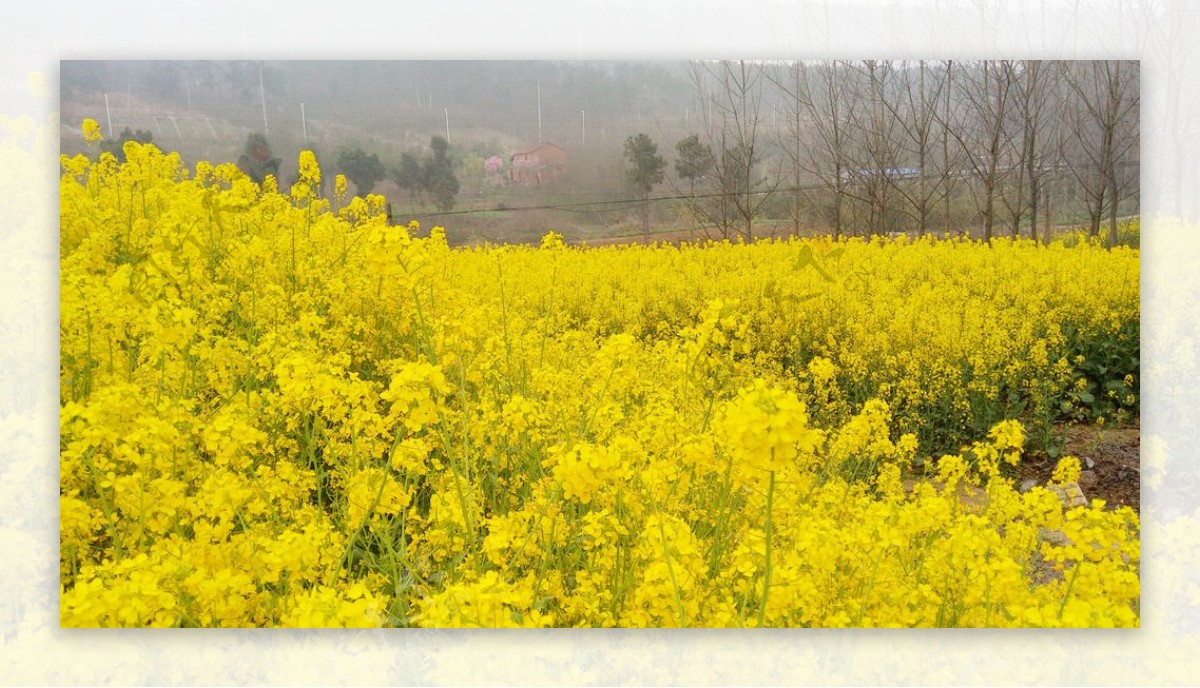 油菜花