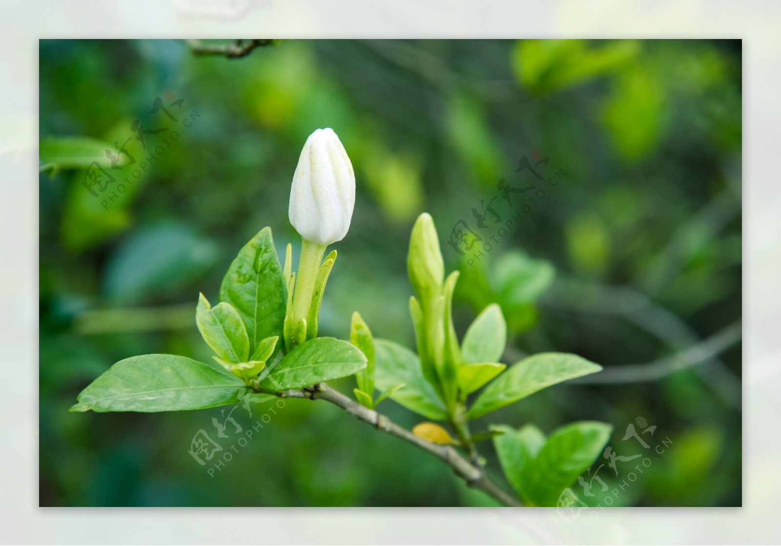 栀子花