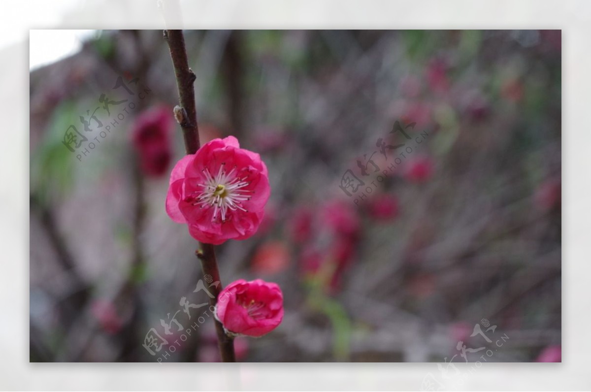 红桃花桃树