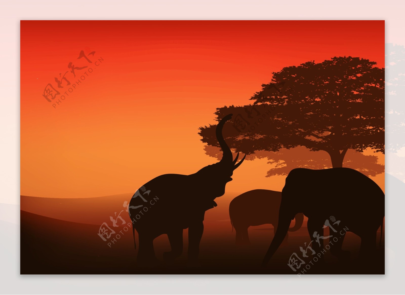 夕阳下非洲大草原上的大象
