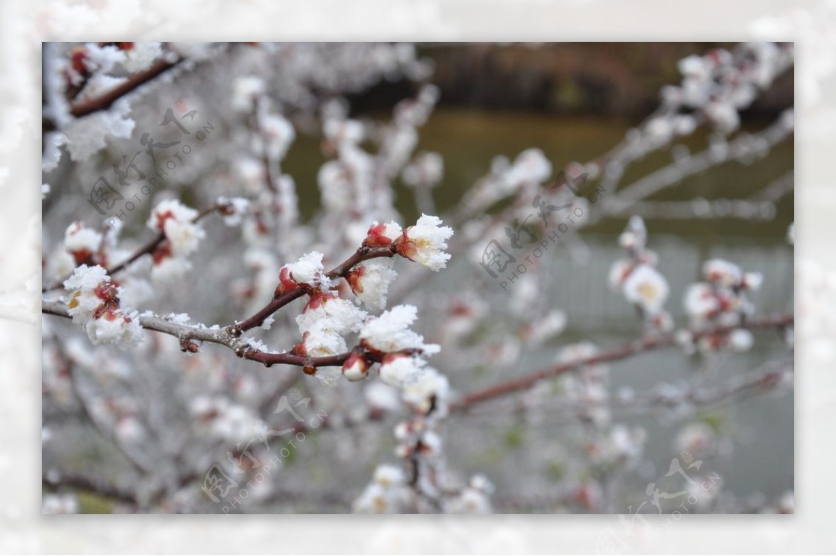 雪中梅